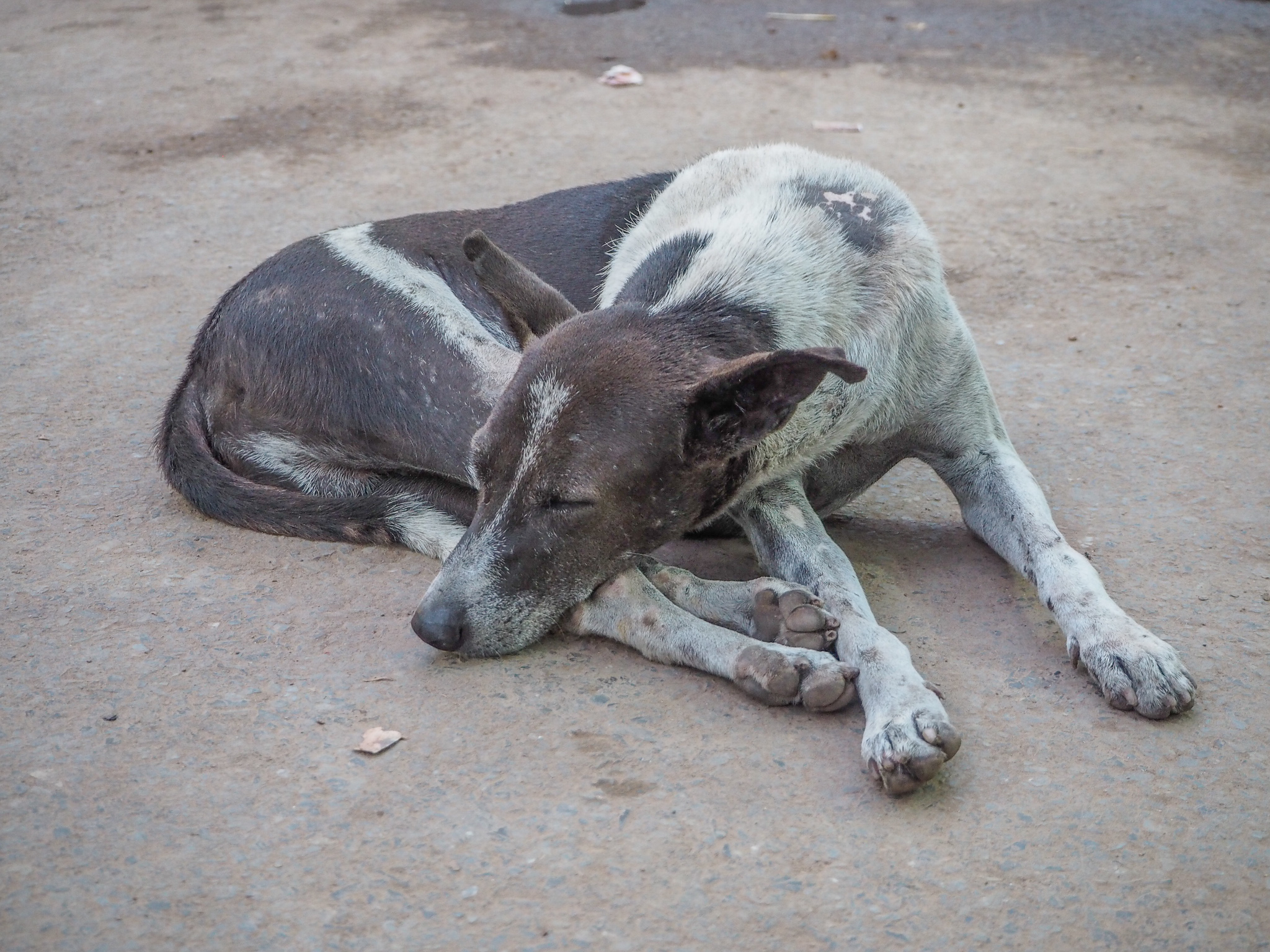 人間と普通に共存してる インドの犬が自由すぎる 基本寝てるよ イヌアイロン