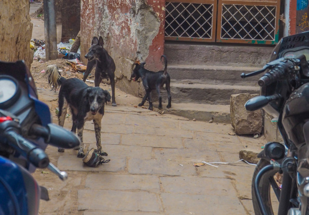 ガンジス川の裏道でギャングのようなインド犬3匹