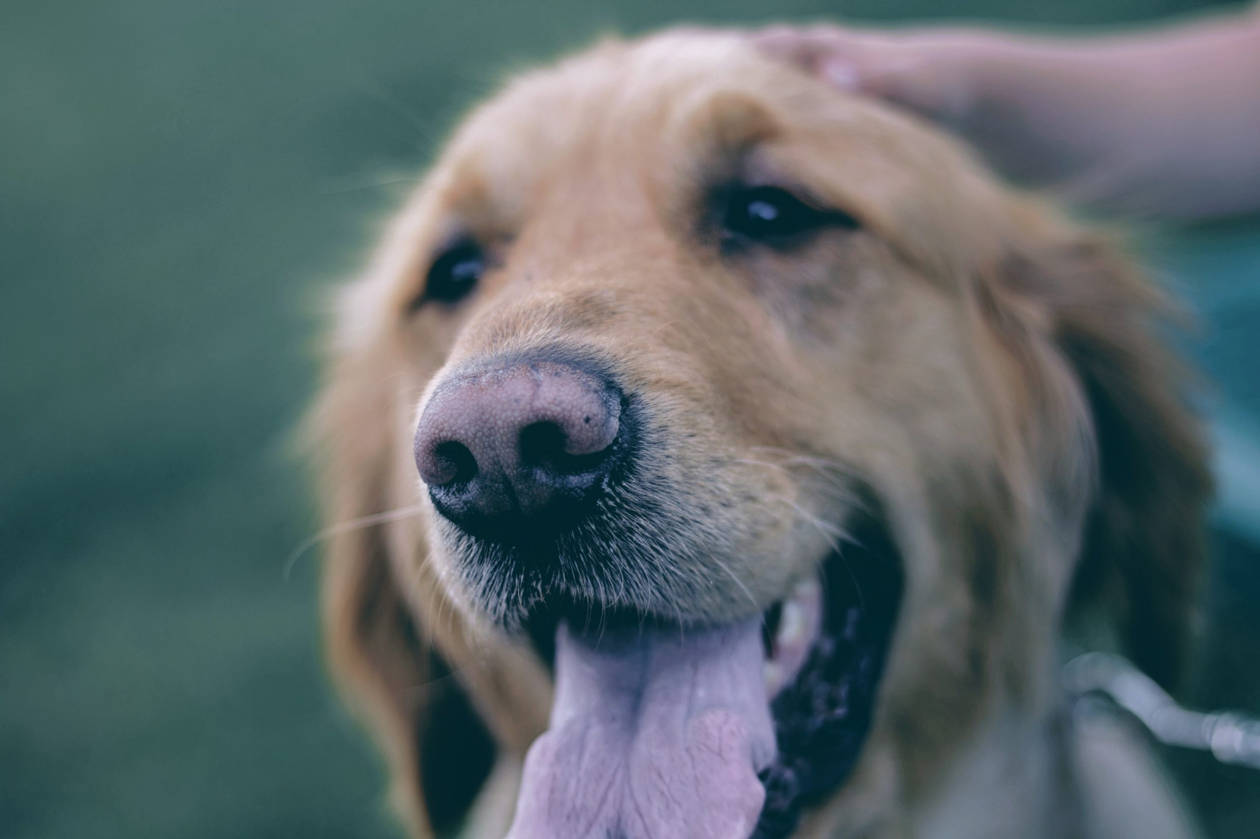 犬 飼う 後悔 Article