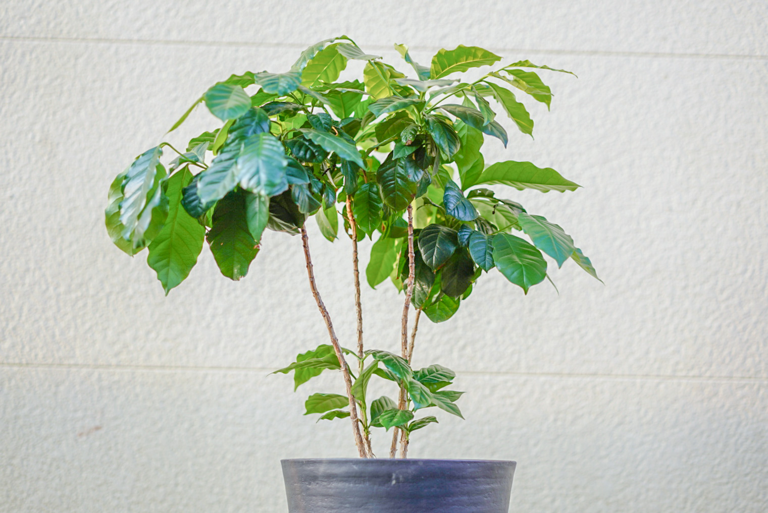 室内でも育つ コーヒーの木の育て方を解説 適度に剪定しよう 観葉植物 イヌアイロン
